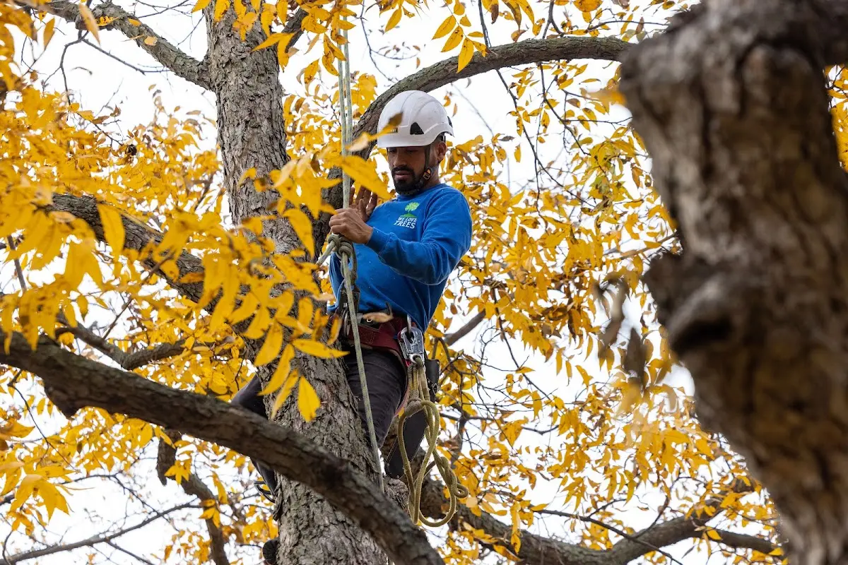 Skilled Tree Trimming crew working in Waterloo